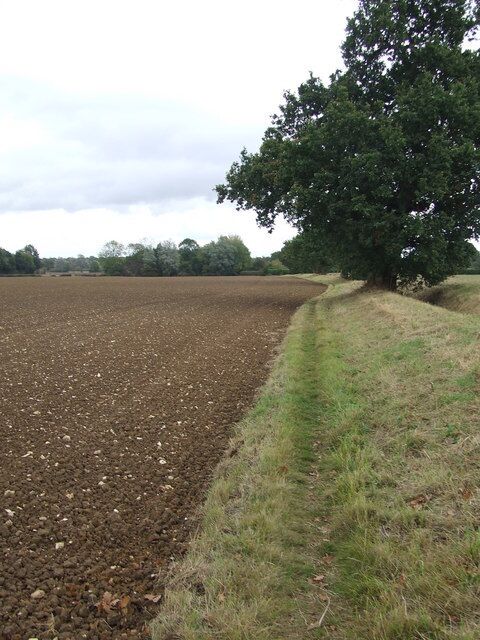Field Boundary Looking east along the field boundary near to Bradfield St. George, Suffolk.