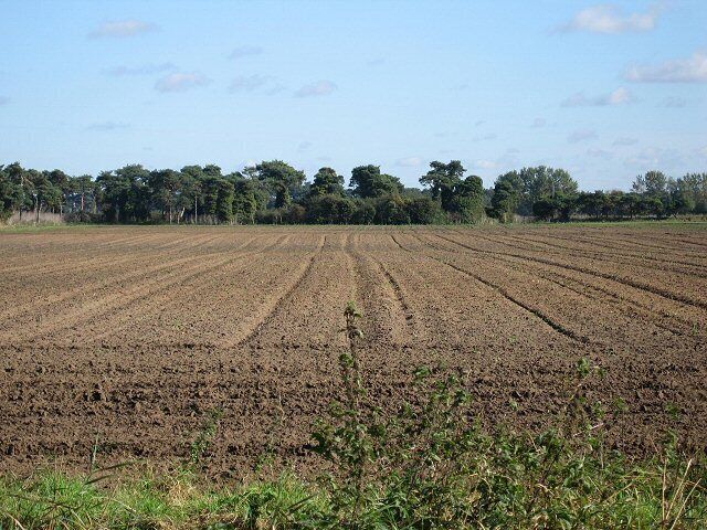 Un campo arado con hileras de cultivos bajo un cielo despejado.