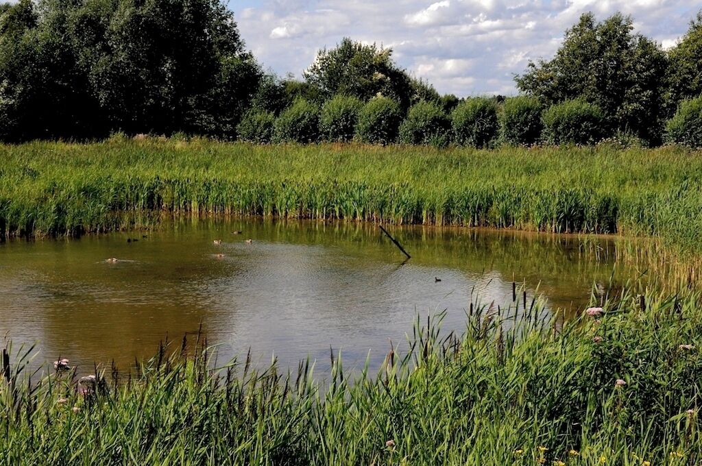View over a pond from a bird hind at Lackford Lakes, Suffolk, England.
