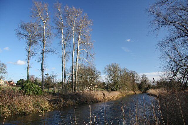 River Lark at Icklingham Tall trees line the river bank, downstream of Farthing Bridge.