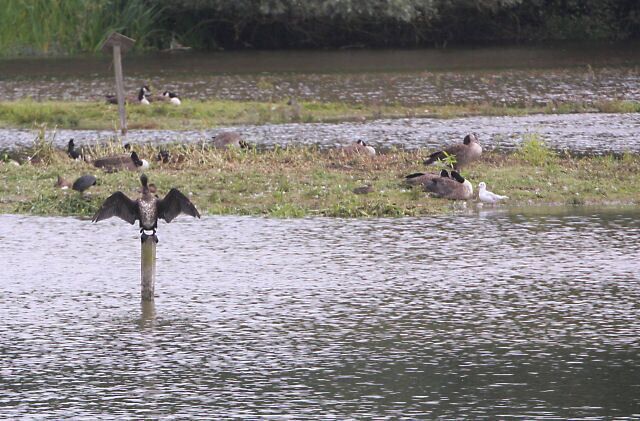Hanging out to dry ; This cormorant is drying its wings, on a post in one of the former gravel pits at Suffolk Wildlife Trust's Lackford Lakes. http://www.suffolkwildlife.co.uk/nr/sites/lackford.html Behind, on a small island, are a number of canada geese and other birds.