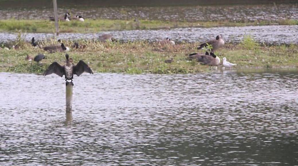 Hanging out to dry ; This cormorant is drying its wings, on a post in one of the former gravel pits at Suffolk Wildlife Trust's Lackford Lakes. http://www.suffolkwildlife.co.uk/nr/sites/lackford.html Behind, on a small island, are a number of canada geese and other birds.