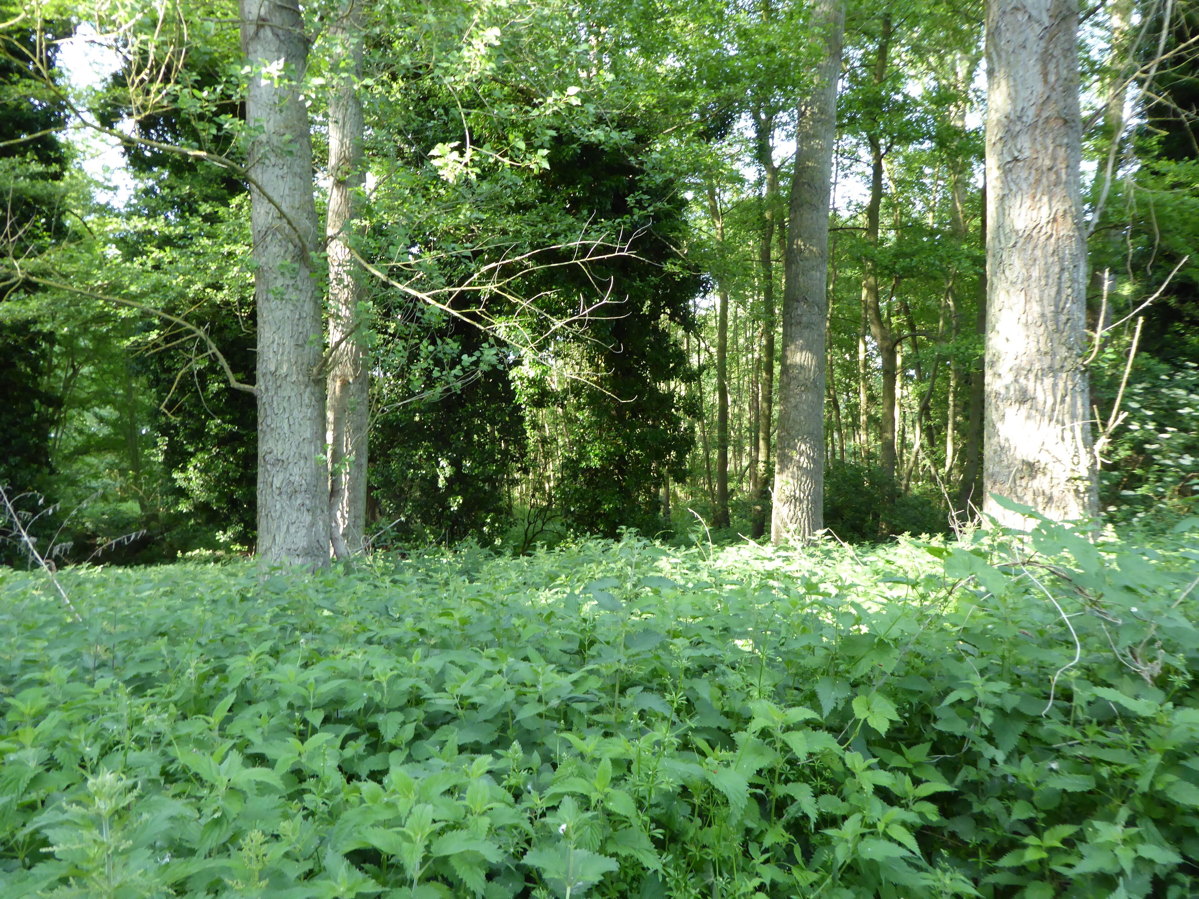 A dense forest with tall trees and lush green underbrush.