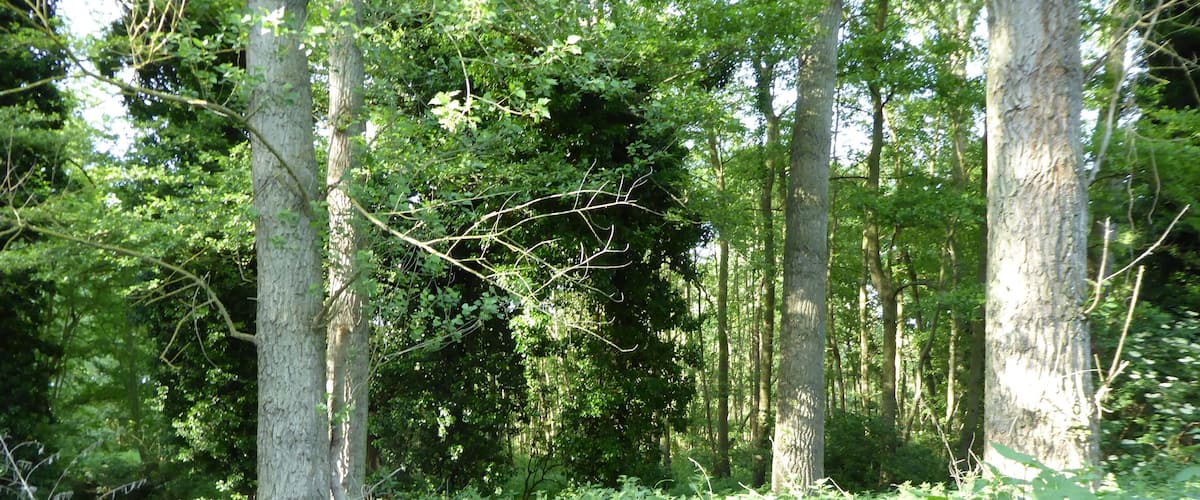 A dense forest with tall trees and lush green underbrush.