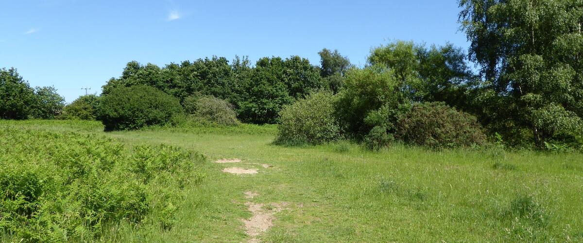 A grassy path leading through a wooded area with dense trees and bushes.