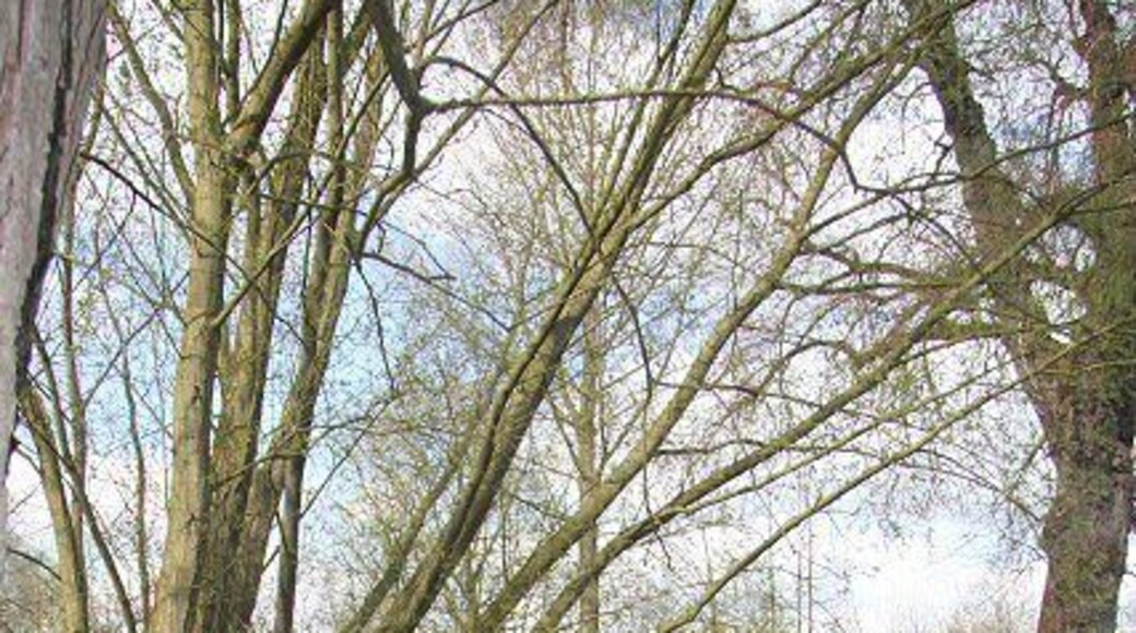 Hempyard Bridge The bridleway from Ixworth to Great Livermere crosses over the River Black Bourn at this point. A narrow wood, Long Carr, lies on the western side of the river.