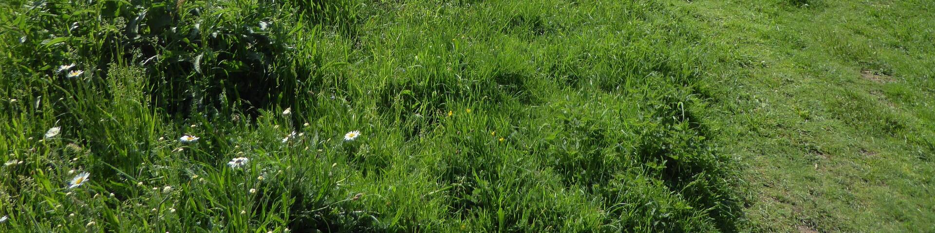 Aspal Close is a Local Nature Reserve in Beck Row in Suffolk.