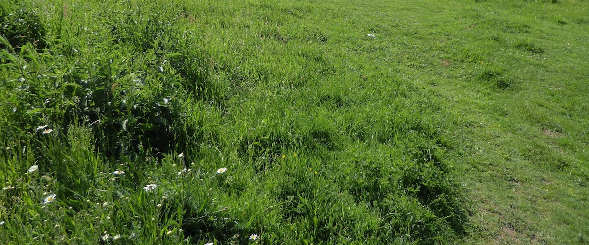 A grassy field with wildflowers and trees in the background.