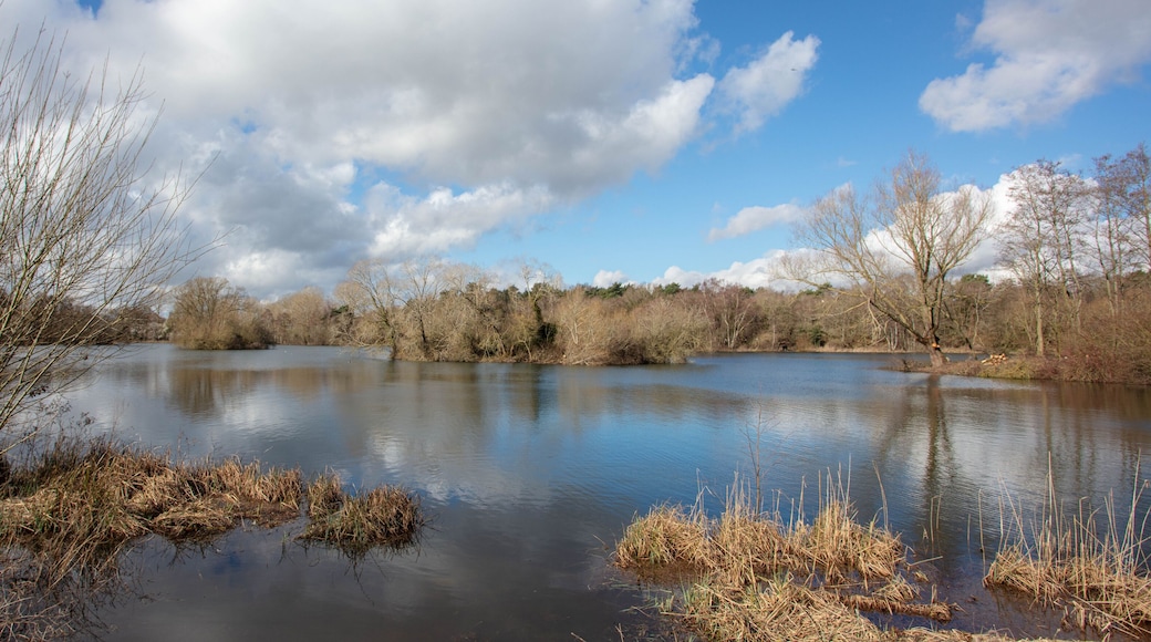 The Lake at West Stow Country park Suffolk