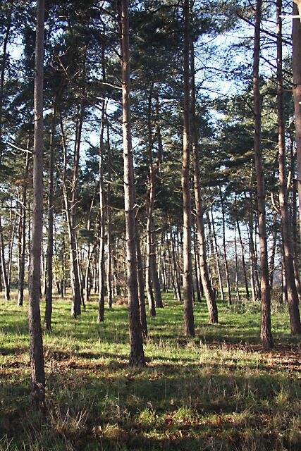 Black Plantation, Lackford This narrow plantation of spindly pines separates the Lackford Lakes Nature Reserve from Flempton golf course.