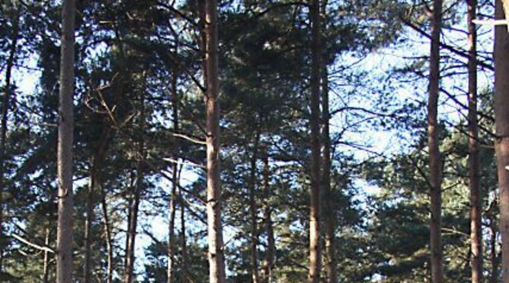 Black Plantation, Lackford This narrow plantation of spindly pines separates the Lackford Lakes Nature Reserve from Flempton golf course.