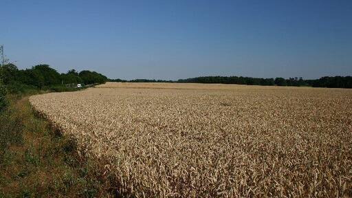 Black Hill, Troston. The road to RAF Honington skirts this field. The wood in the distance is known as Rush Bottom.