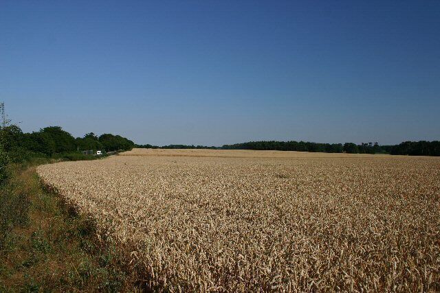 A vast wheat field under a clear blue sky.