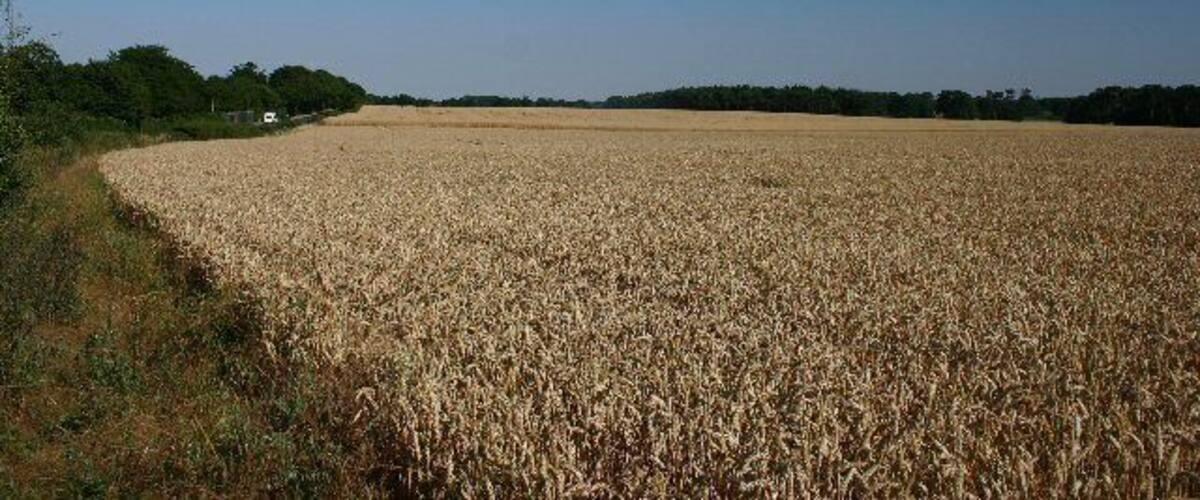 A vast wheat field under a clear blue sky.