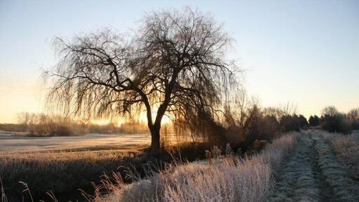 Frosty morning. The narrow, though formerly navigable, River Lark runs through the Suffolk Golf Course at Fornham St Genevieve. The footpath is part of the Lark Valley Path and St Edmunds Way.