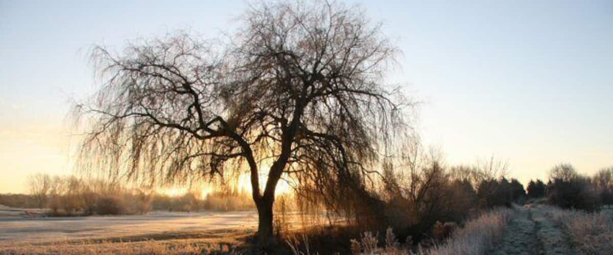 A leafless tree in a frosty field with a path leading through it.