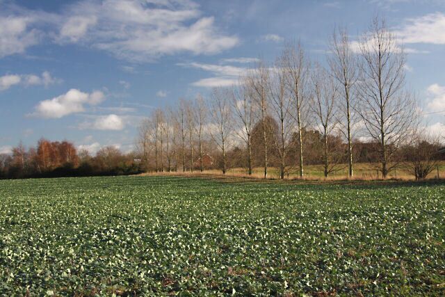 Line of trees at Norton Viewed from Hawes Lane, this line of poplars separates a brassica crop from an area of wasteland.