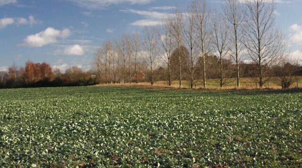 Line of trees at Norton Viewed from Hawes Lane, this line of poplars separates a brassica crop from an area of wasteland.