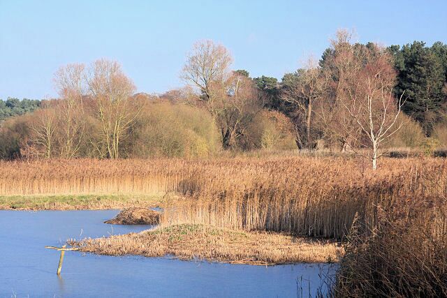 A calm river with reeds and trees in the background.