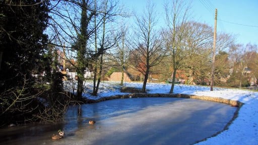 Frozen pond, Risby village green Not all the pond is frozen; the part under the tree has thawed, enabling the resident ducks to have a swim.