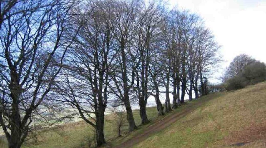 Beech Row. This row of beech trees at the Draycott Sleights nature reserve runs along the Mendip hillside just below the top and above the village of Draycott. It can be clearly seen from several miles away when down on the Somerset Levels.
