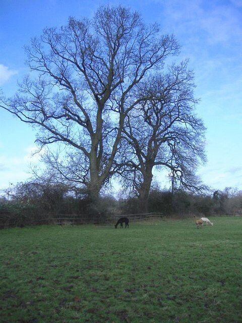 Llamas Grazing near the village hall in Little Somerford.