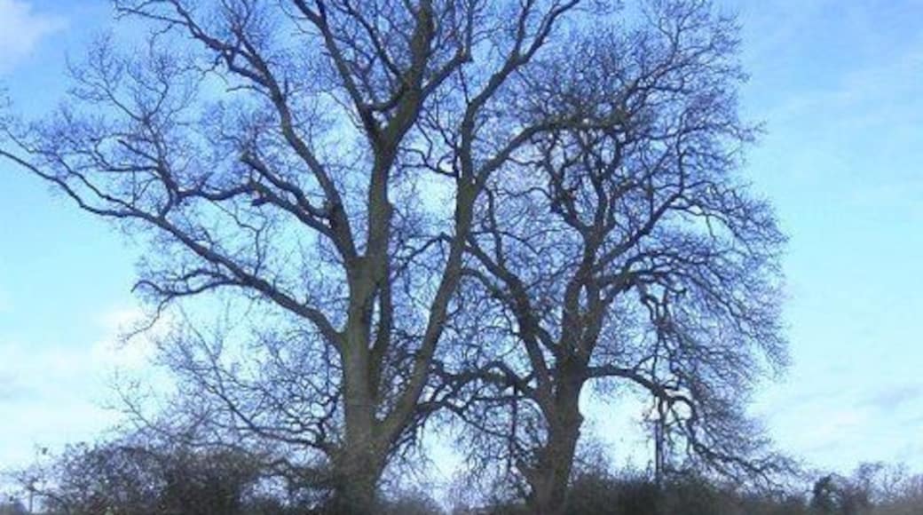 Llamas Grazing near the village hall in Little Somerford.