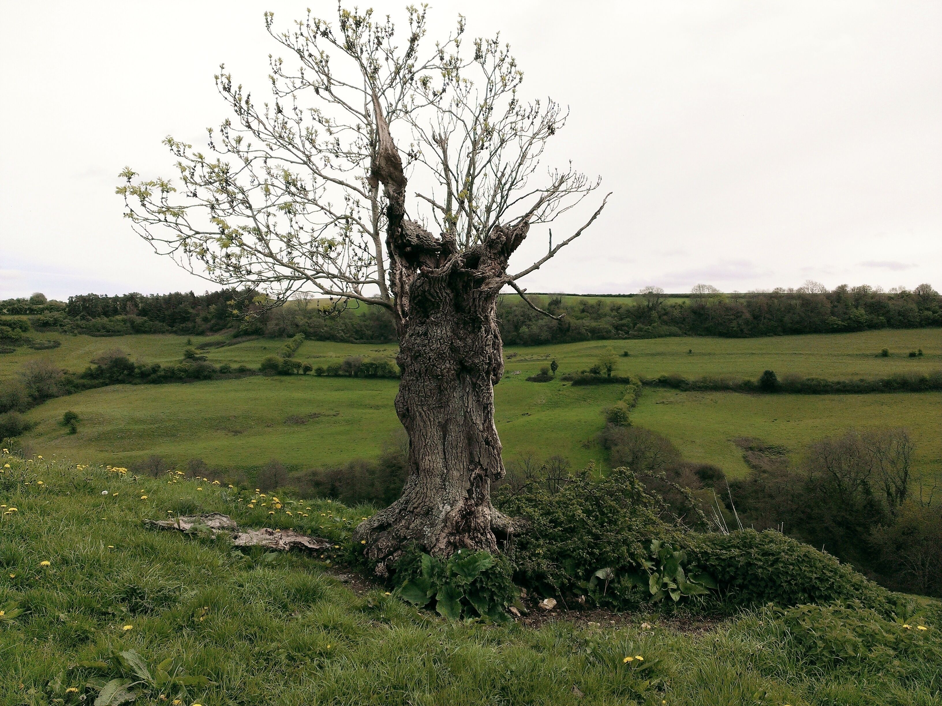 Stunted Ash Tree with Coombes Wood beyond.