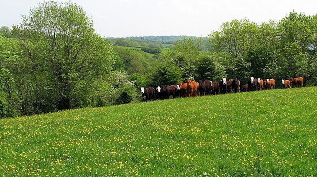 Curious Cattle Keeping their distance, but watching us avidly as we walked through their field.