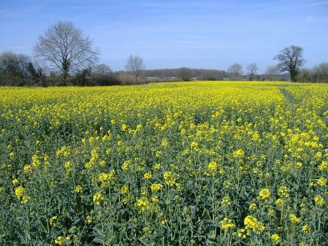 Field of rape, Court Farm