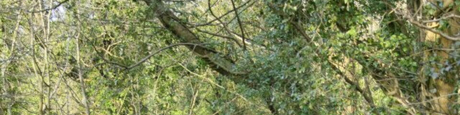 Horse and hound on Germain's Lane Two fine specimens, the dog looked good as well.