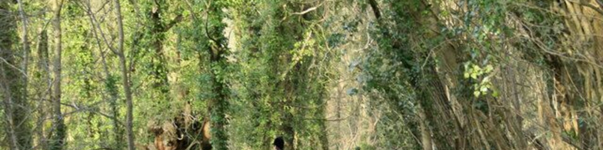 Horse and hound on Germain's Lane Two fine specimens, the dog looked good as well.