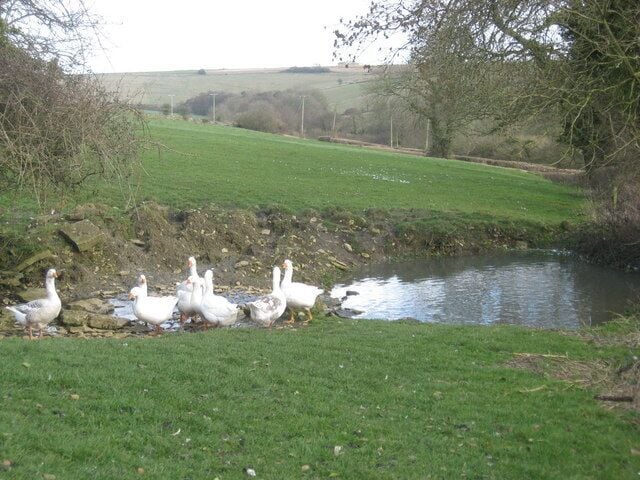 A group of geese near a small pond in a rural landscape.