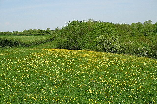 Buttercups at the top of the valley The footpath crosses this field of buttercups and then heads off around the wooded area at the head of the valley before crossing Halldoor lane.