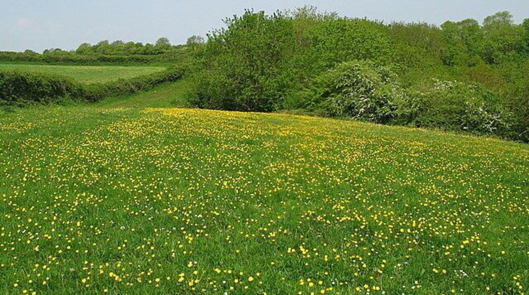Buttercups at the top of the valley The footpath crosses this field of buttercups and then heads off around the wooded area at the head of the valley before crossing Halldoor lane.