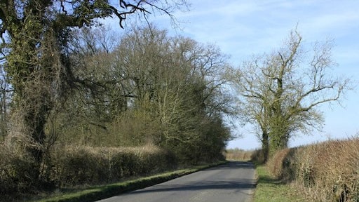 Looking north on Biddestone Lane Toward Yatton Keynell. Mostly oak in this area, the elm has long gone, killed off by the Dutch elm disease.