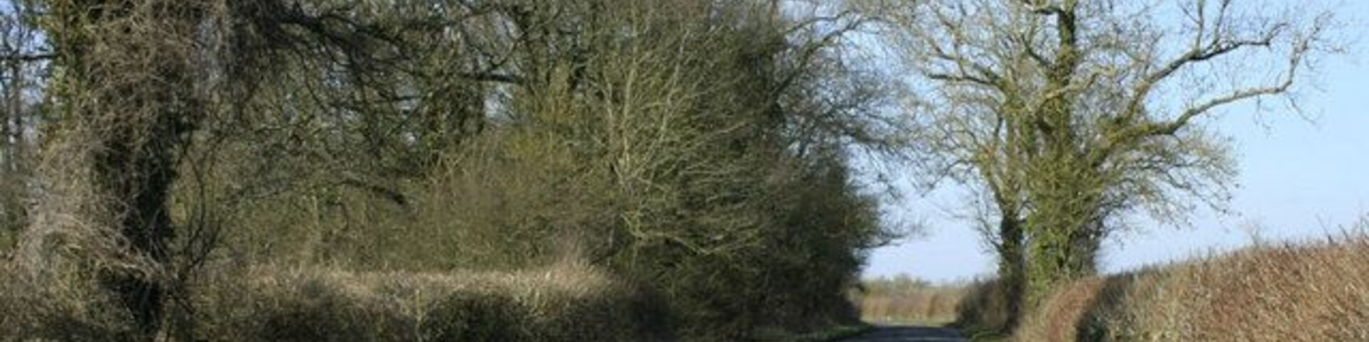 Looking north on Biddestone Lane Toward Yatton Keynell. Mostly oak in this area, the elm has long gone, killed off by the Dutch elm disease.