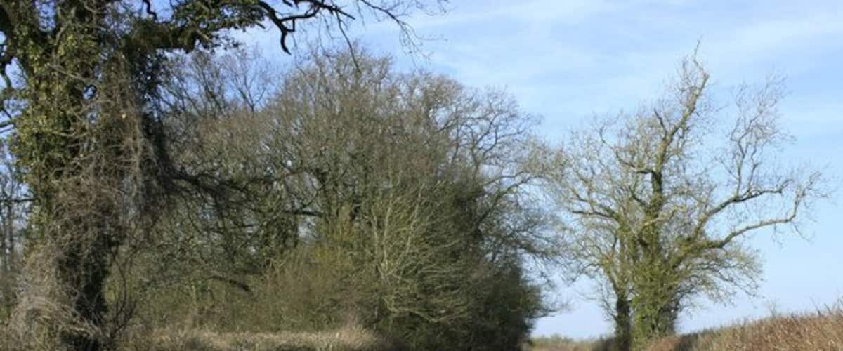 A rural road flanked by trees and hedgerows.