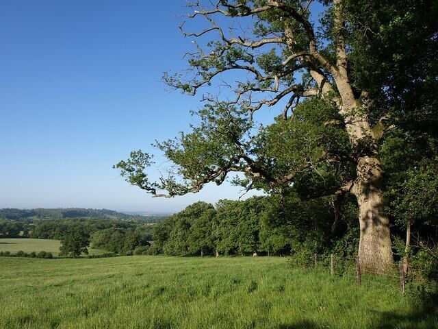 A large tree in a grassy field with a clear sky.