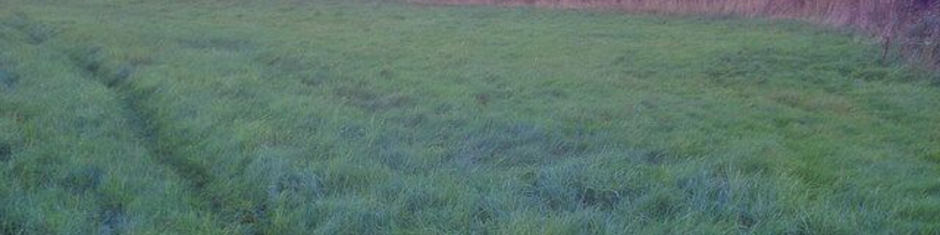 A grassy field with a forested hill in the background.