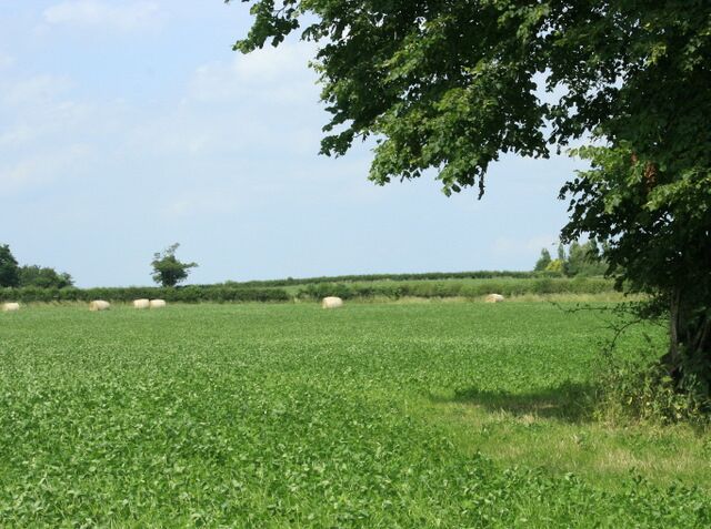Field west of Kington Lane Not sure what the crop is, looks like green manure nearly ready to be ploughed in. Not clover, which is often used.