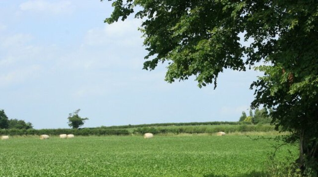 Field west of Kington Lane Not sure what the crop is, looks like green manure nearly ready to be ploughed in. Not clover, which is often used.