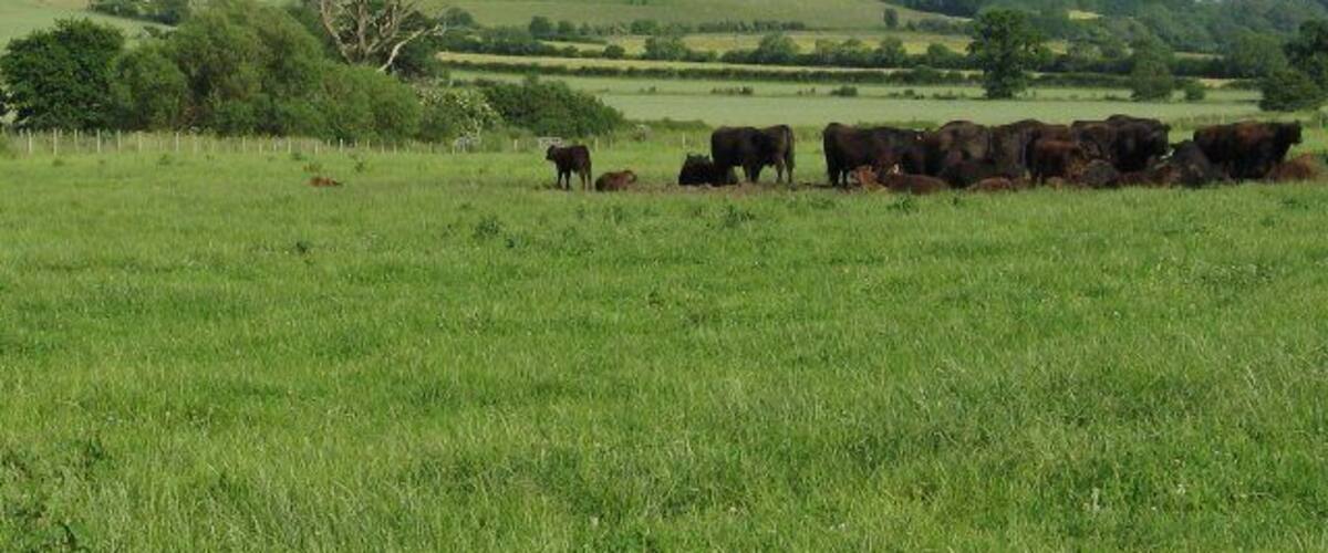 Cows at Netherstreet Farm. The byway passing over Beacon Hill ST9965 descends the hill and returns to flat ground here at Netherstreet Farm. The remains of the ditches of Oliver's Castle, an Iron Age promontory fort in SU0064, can just be observed on the grassed hill in the background.