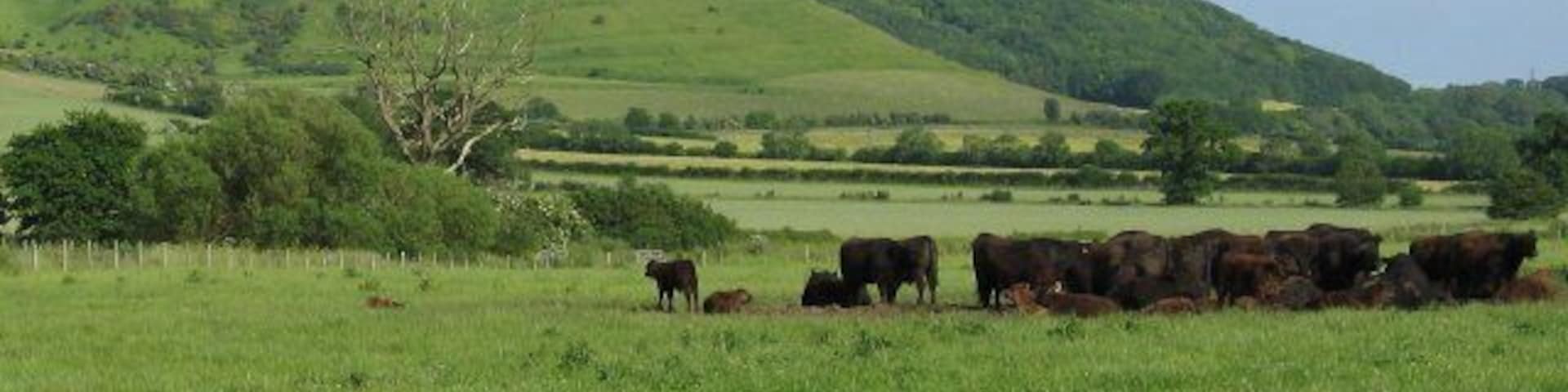 Cows at Netherstreet Farm. The byway passing over Beacon Hill ST9965 descends the hill and returns to flat ground here at Netherstreet Farm. The remains of the ditches of Oliver's Castle, an Iron Age promontory fort in SU0064, can just be observed on the grassed hill in the background.