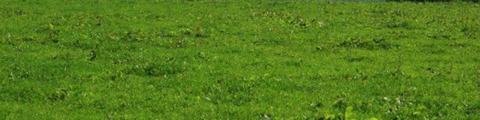 East of south from Bath Road, Colerne The pasture soon drops into the valley, with Lid Brook at the bottom. Box is on the far hillside to the left.