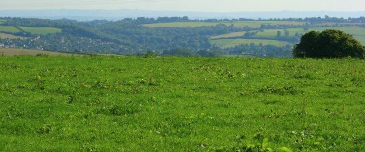 A green field with a hill in the distance and a tree on the right.