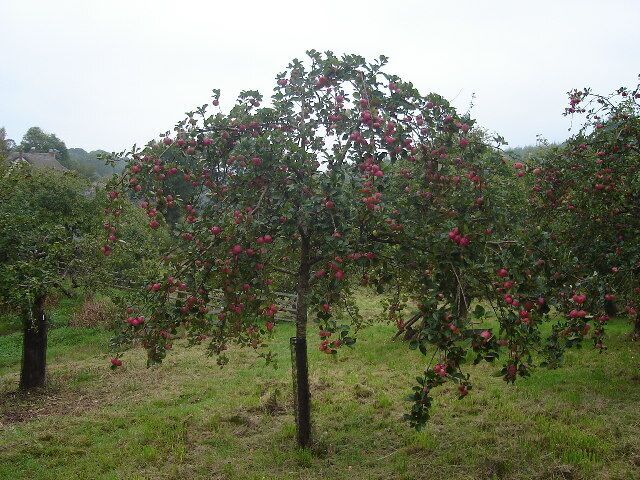 Cider Orchard. cider apple tree just before harvest Oct 2005