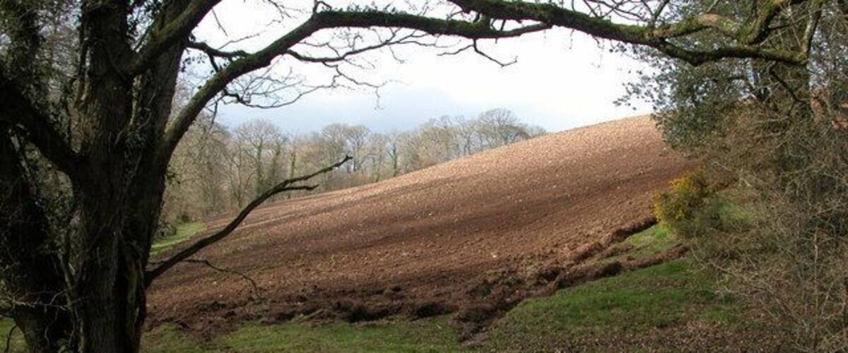 A muddy stream, a large tree, and a hill in the background.