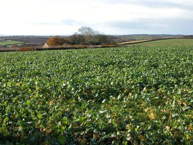Field of turnips at Ley Cross, Ashreigney The gable of a building at Ley can be seen over the hedge.