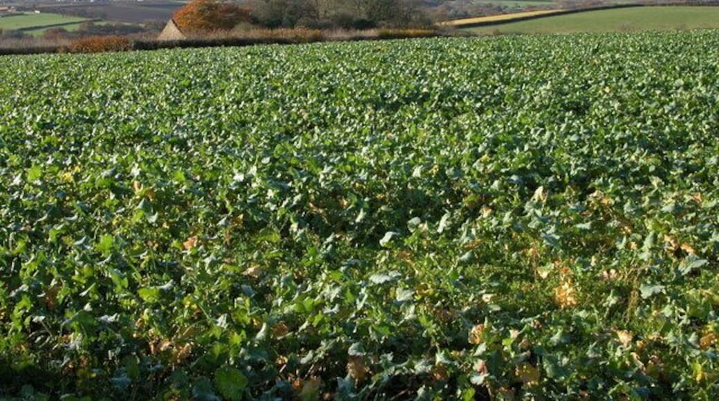 Field of turnips at Ley Cross, Ashreigney The gable of a building at Ley can be seen over the hedge.